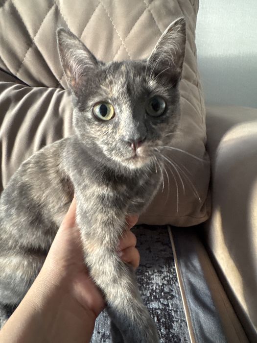 Отдам хорошенькую кошечку ( котенок)
