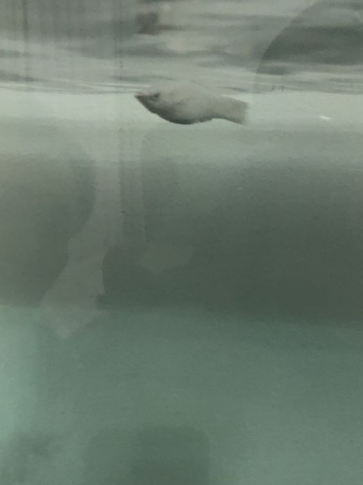 Моллинезия аквариумный рыбка