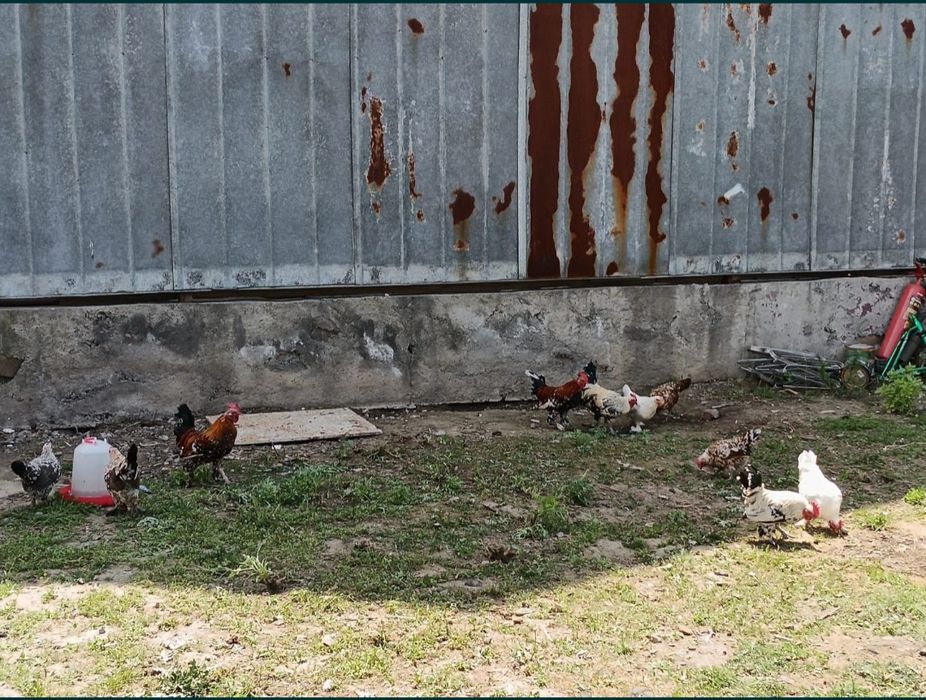 Продам карликовых петушков и курочек!