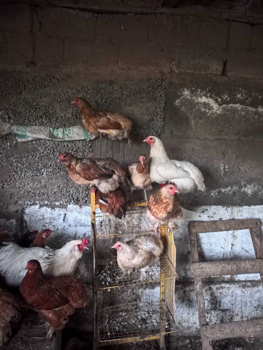 Продаётся курица