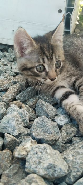 Отдам котят 2месяца