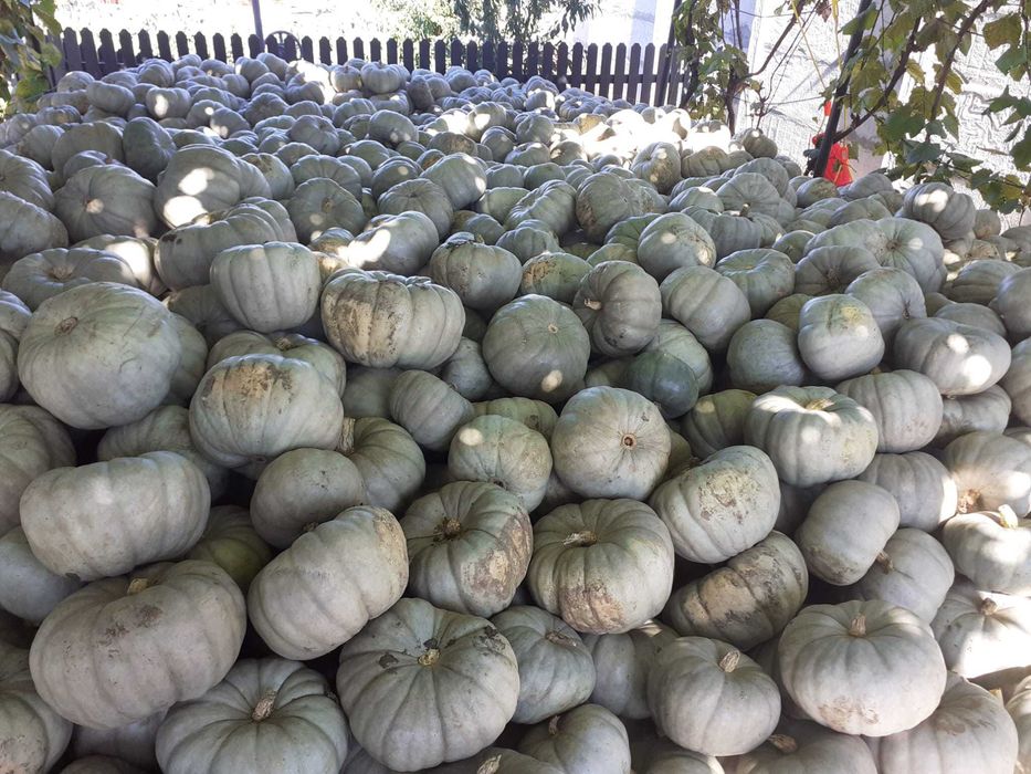 Dovleci Plăcintari