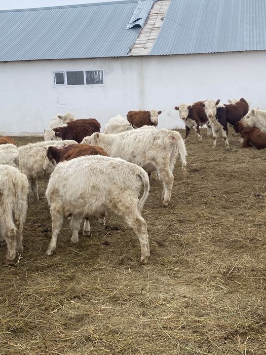 Торпактар КРС сатылады