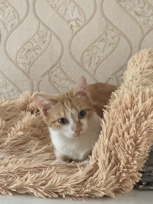 Отдам кошечку, девочку