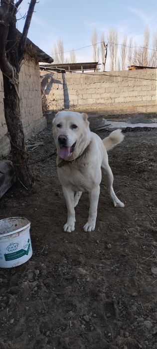 Алабай кабель 2 год