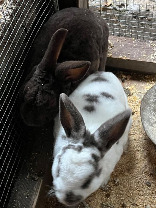 Iepuri Rex pitic 4 bucati