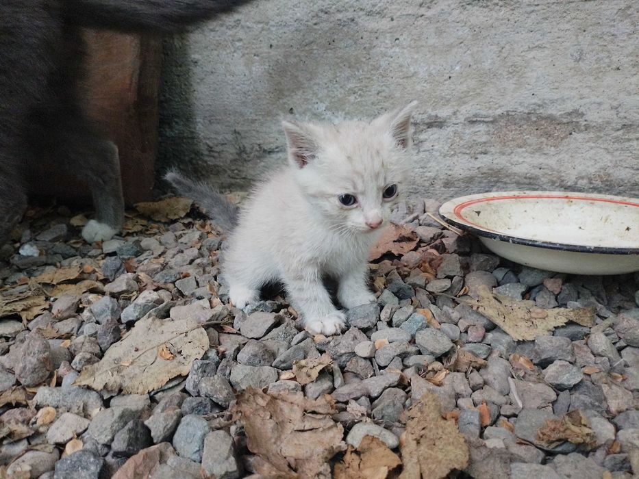 Отдам котят в добрые руки