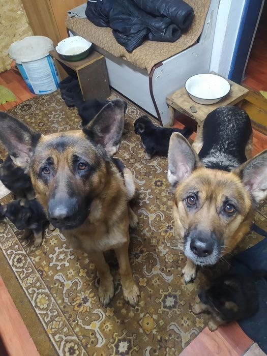 Щенки немецкой овчарки