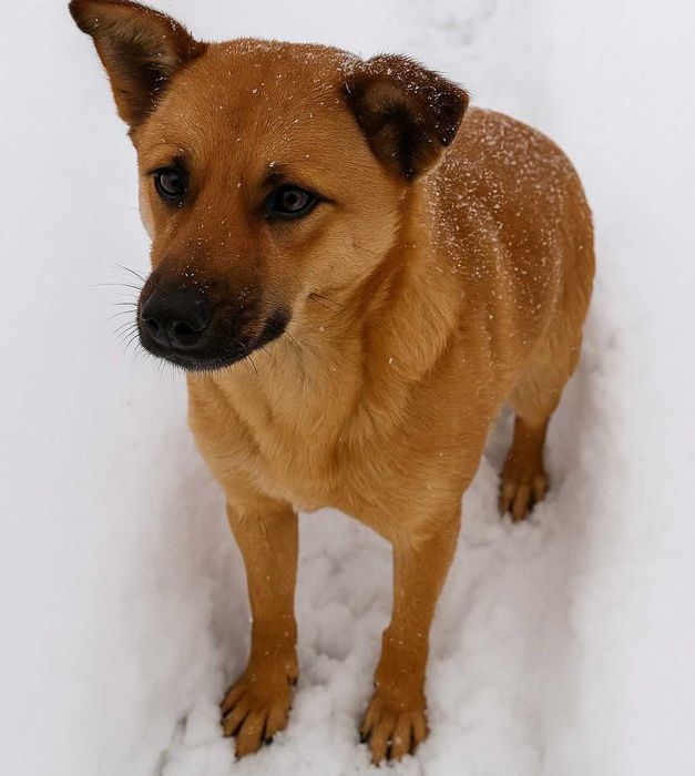 Алиса ищет дом и семью