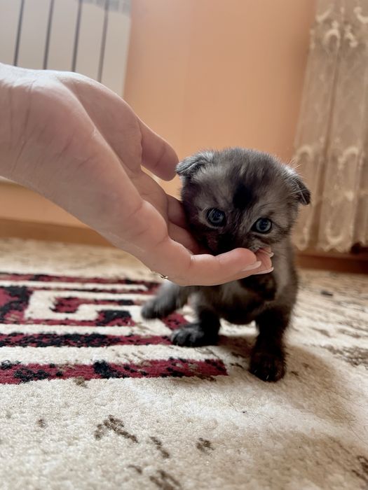 Шотландская кошка