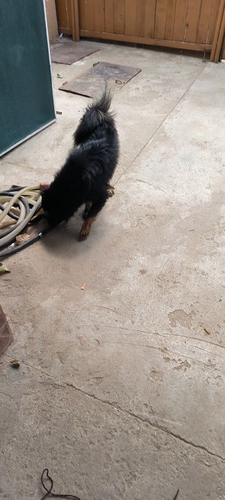 Donație câini în Brăila
