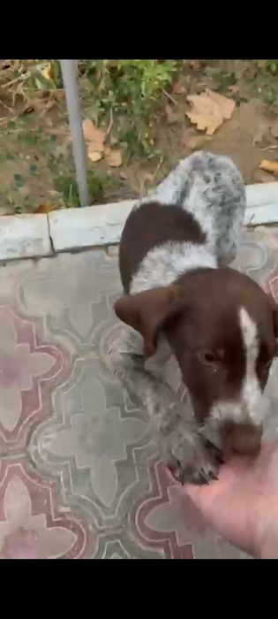 Ит ұрланды курцхар