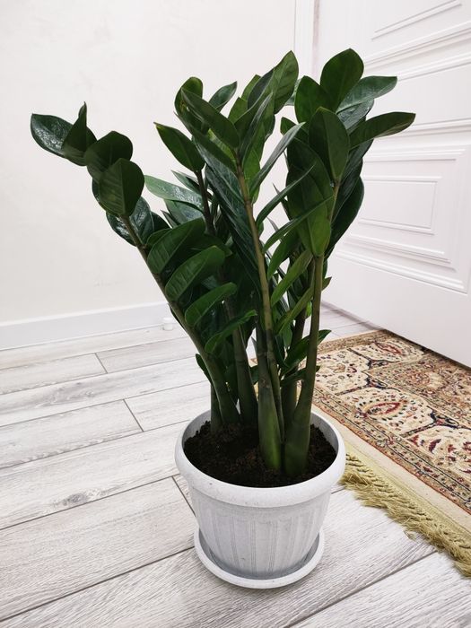 Комнатные цветы, доставка