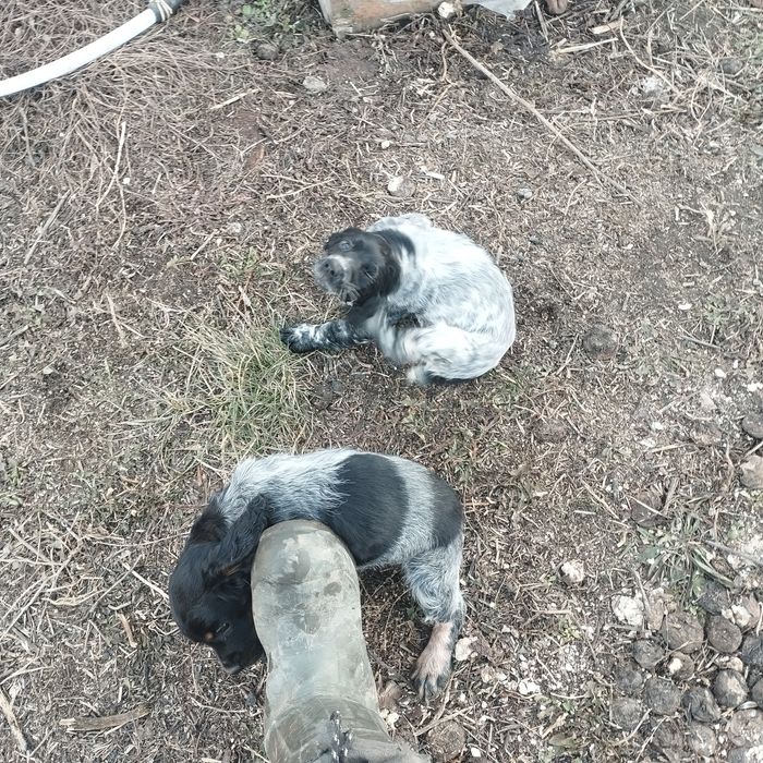 Продам щенков спаниеля