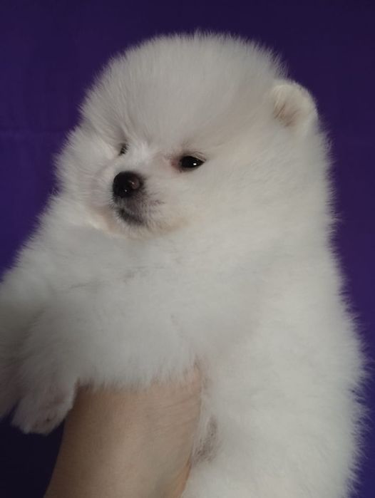 Продам щенков шпица