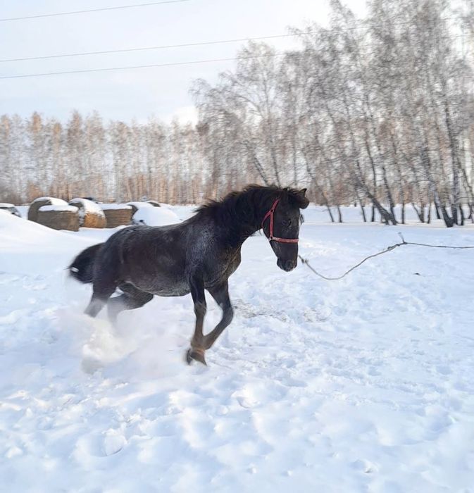 Кобылка на племя.