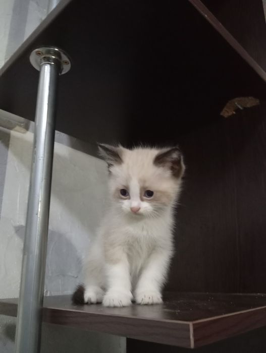Отдам котят в добрые руки