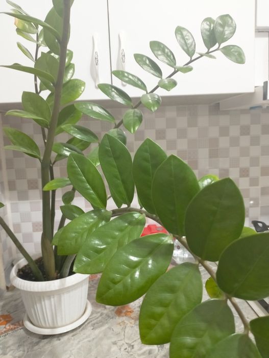 Долларовое дерево или Замиокулькас