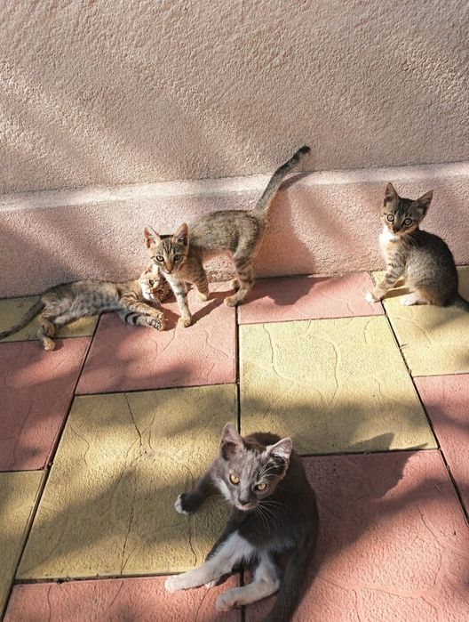 Spre adopție - Constanța