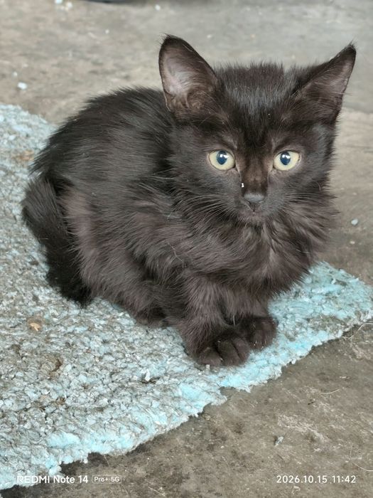 Adoptie pui de pisica