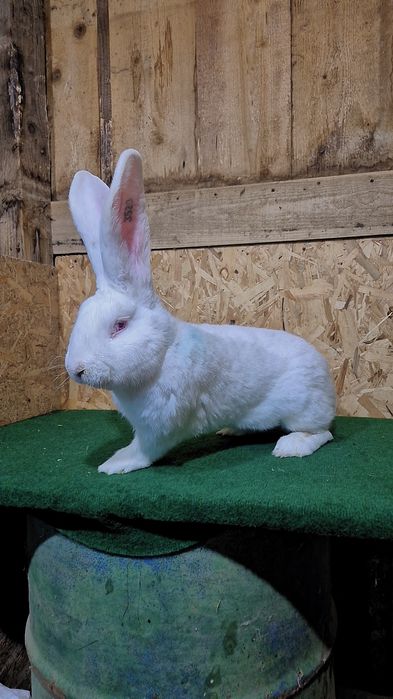 Mascul urias german alb