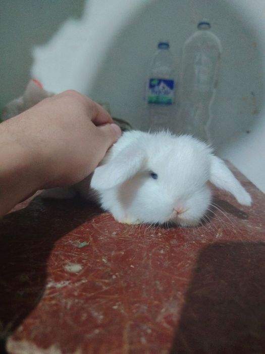 Karlik Almaz glaz quyonlar