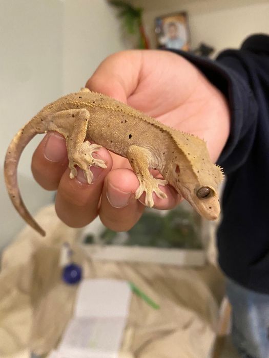 soparla geko cu creasta maro