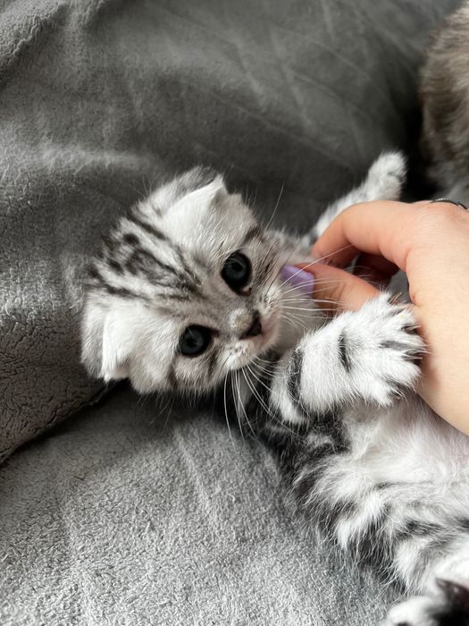 Шотландский котята