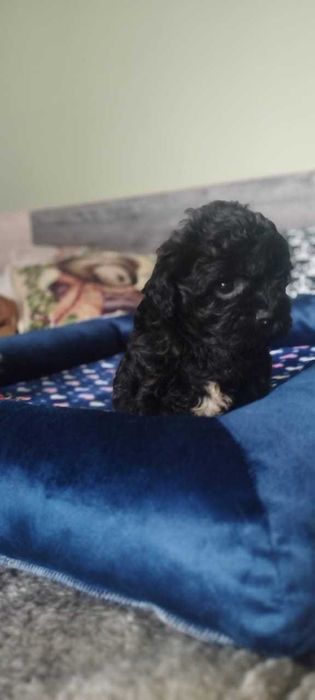 Мальтипу щенки малыши