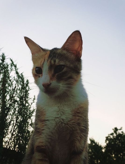 Кошечка 1,5 года