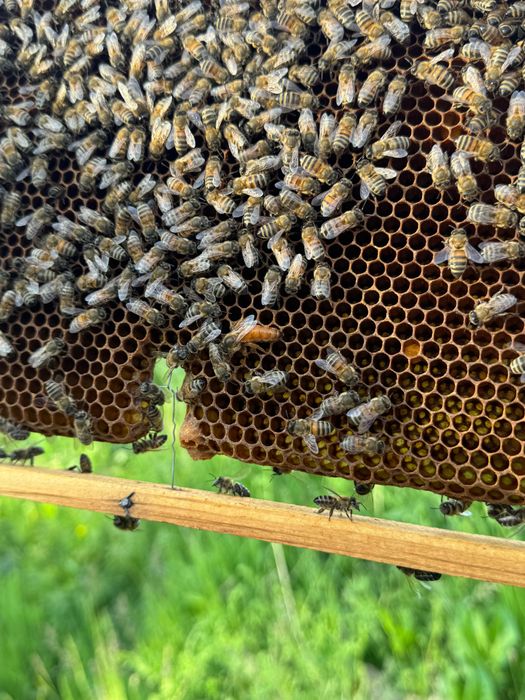 Botci , mătci , material biologic