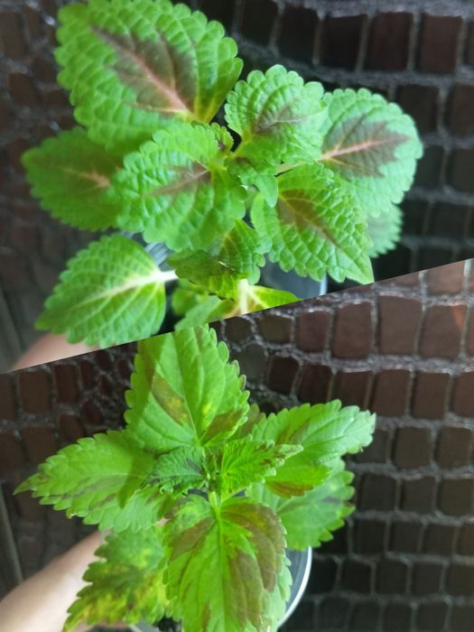 Колеусы спатифиллум.