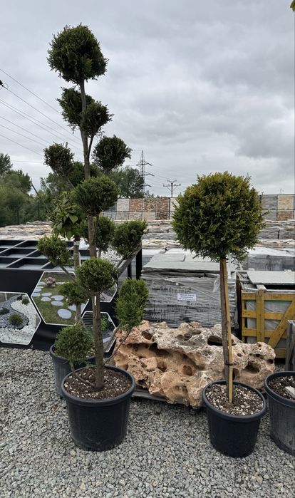 Plante ornamentale - Targu Jiu - rezistente la temperaturi scazute