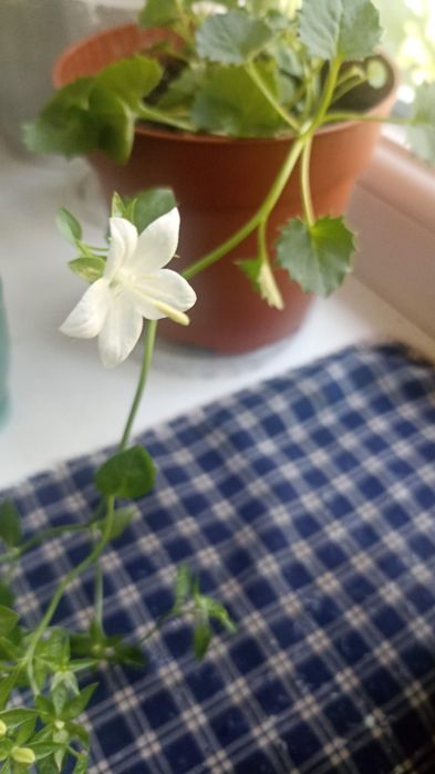 Укорененные черенки хризантемы