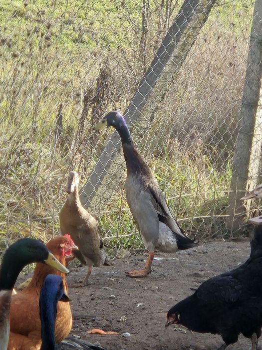 Perechi rațe indiene / alergătoare