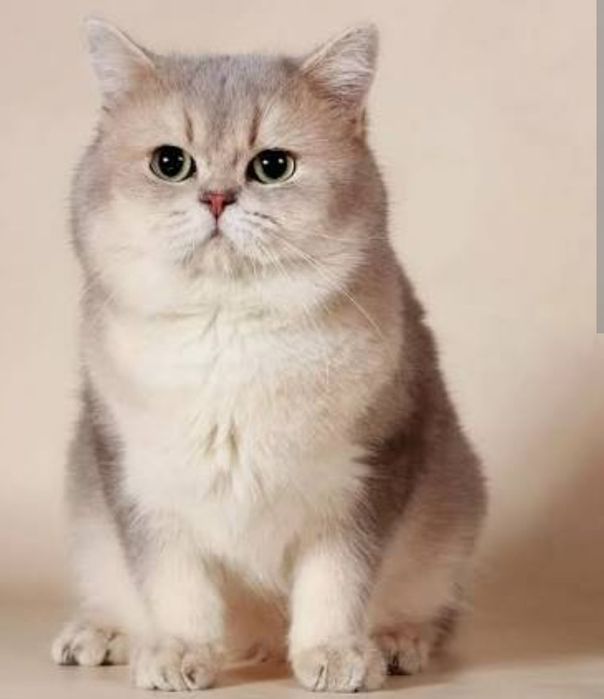 Шиншиллы голубое золото