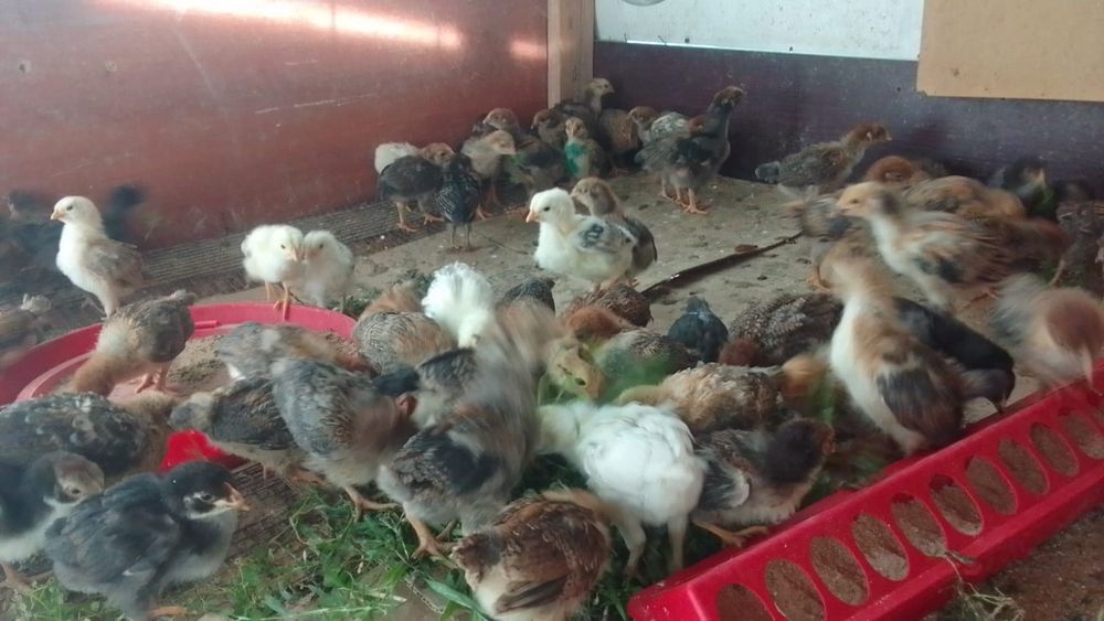 Продам домашних цыплят