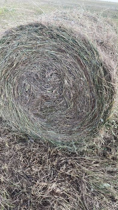 Продам сено в рулонах