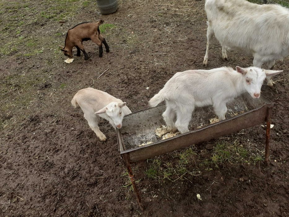 De vanzare 4 tapisori