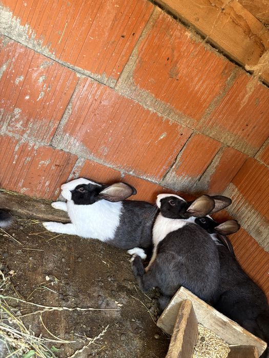 iepuri Hycole Francez