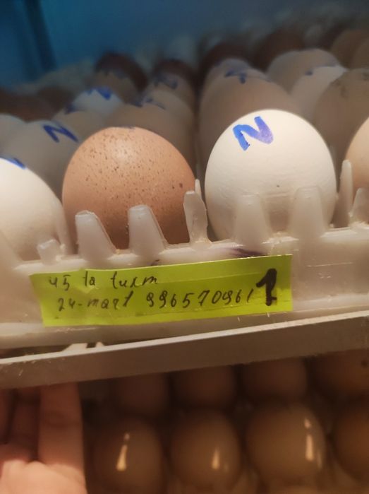 Joja ochirish beramiz inkubatrda xoxlagan parranda tuxmilani