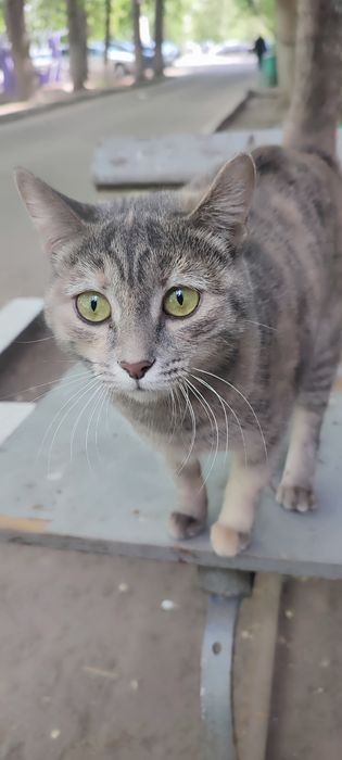 Кошечка на пристройство