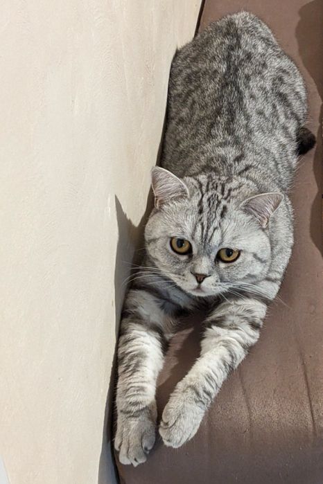 Кошка британец 9 мес девушка