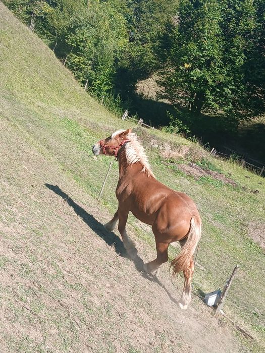 Vand manza de 2 ani cuminte