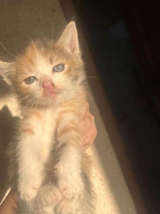 Pui de pisica adoptie
