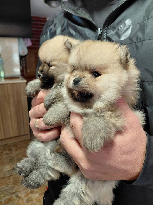 Померанчета момче и момиче