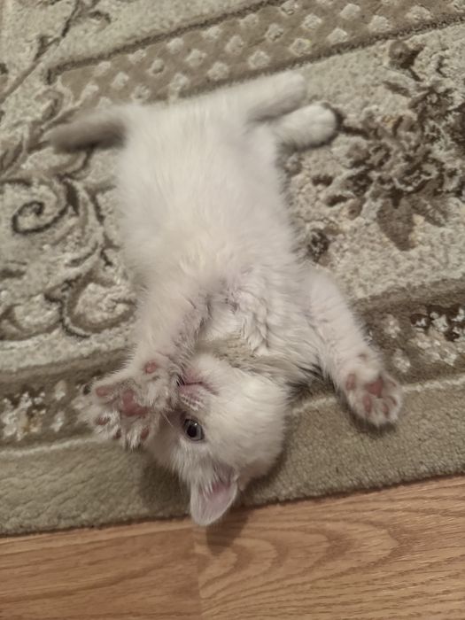 Продам британского котика