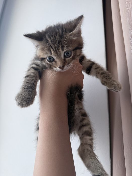 котята породестые