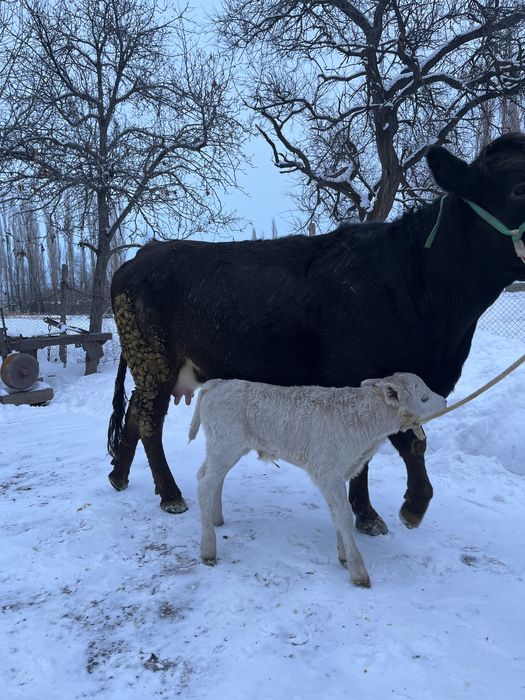 Продается первотелка с теленком