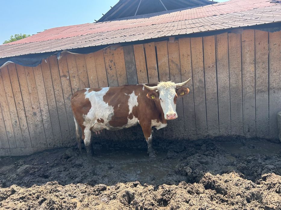 vand vaca mai multe detali la telf.